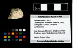 Foto (Objekt + Etikett) von Cracensigillatus acutirostrus (Moericke, 1889)  (NHMW-GEO-1990-0041-4693)